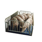 Pig Goat Cow Cattle Weighing Scales , Sheep Weighing Scales Electronic Digital
